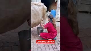 Girl Sucking Cow milk #trending