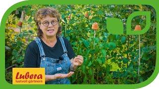 Paprika ausgeizen Wichtige Infos und viel Praxis zum Thema Chili- und Paprikapflanzen ausgeizen