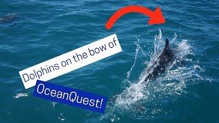 Dolphins playing on the bow of OceanQuest