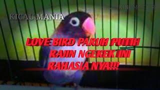 PERAWATAN BURUNG LOVEBIRD PARUH PUTIH UNTUK HARIAN