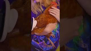 BBC REVEAL BIG BROWN CHICKEN 