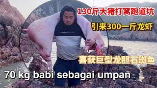 【阿向赶海】130斤大猪投入水坑 引来300一斤值钱龙虾 巨型龙胆重8斤无法掌控