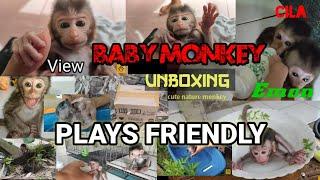 BABY MONKEY PLAYS FRIENDLY WITH POODLE AND CHILDREN  FUNNY