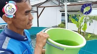 Budidaya Pakan Alami Chlorella dan Moina