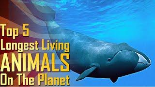 Top 5 Longest Living Animals On The Planet