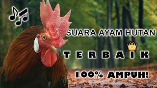 Kicauan Ayam Hutan Jantan Suara Kuat dan Melengking yang Berdurasi Panjang