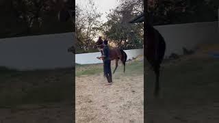 Maqbool #horselover #ytshorts #viralvideo