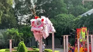 Lion dance up the pole in Cambodia 2020