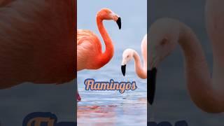 Grace in Pink Flamingos in Their Tropical Paradise #factshorts