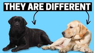 How are Black Labradors Different than Standard Labs?