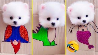 Cute Pomeranian Puppies Doing Funny Things #8  Cute and Funny Dogs - Mini Pom
