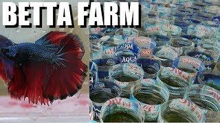 BETTA FISH PASSION From 1 to 10000 - The Best in Vietnam? Kyle Le