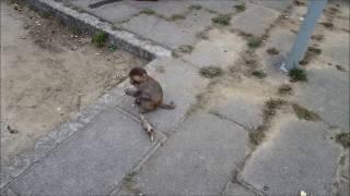 Baby monkey approaches humans for begging