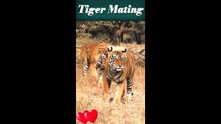 Tiger Mating Season  Animal Mating Video #Shorts