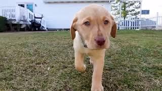 Yellow Labrador puppy playing with chocolate lab and beagle