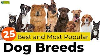 Top 25 Best and Most Popular Dog Breeds
