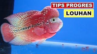 Tips Progres Ikan Louhan Supaya Hasilnya Maksimal