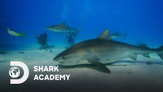 Surrounded by a swarm of Sharks  Shark Academy