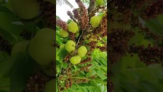 நெல்லிக்காய்னா யாருக்குதான் பிடிக்காது #shorts #nature  #fruit #gardening