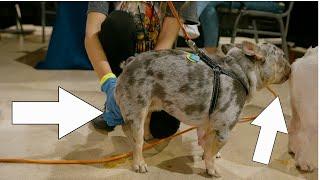 French Bulldog Needs Breeding Assistance Education