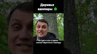 Деревья-вампиры  Насыщаемся положительной энергией