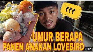 CARA PANEN ANAKAN BURUNG LOVEBIRD dan UMUR BERAPA UMURNYA PALING BAGUS DIPANEN