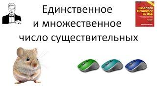 Единственное и множественное число существительных. Singular and plural.