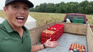 How we collect eggs safely for over 10000 hens - www.HenGear.com