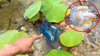 Unbelievable Unique Catch Betta Fish Catching And Finding A Lot Of Fish In Lotus Lake