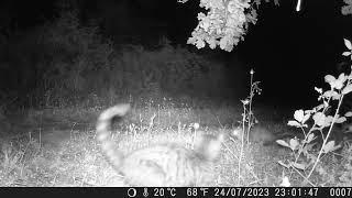 Marten and cat attack crazy night in forest. Only in @Croatiatrailcam 