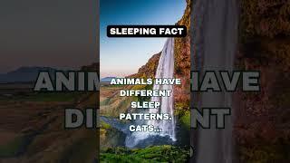 Sleeping Fact Animals Have Different Sleep Patterns