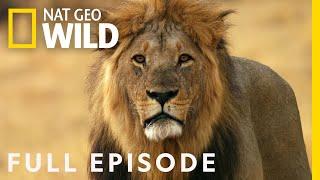 Lion Uprising First Blood in the Fight for Territory Full Episode  Savage Kingdom