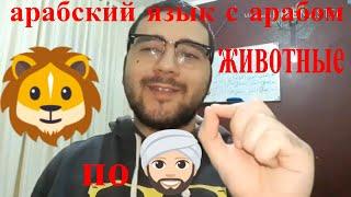 арабский язык с арабом  животные и птицы на арабском  