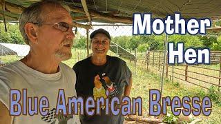 Blue American Bresse  Mother Hen Progress