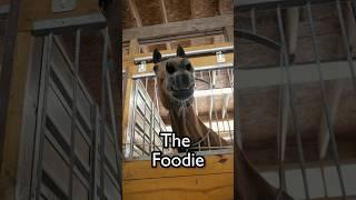 Horse Foodie VS Picky Eater