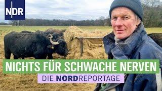 Bisons und Wasserbüffel - ein Fall für die Rinder-Rancher  Die Nordreportage  NDR