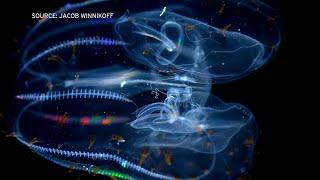 Comb jellies withstand deep sea water pressure by reshaping molecules
