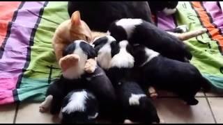 Cat breastfeeding puppies - Chat allaite chiots