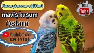 Geveze Muhabbet Kuşu Maviş  Maviş Kuşum Aşkım  Dinlet Konuşsun