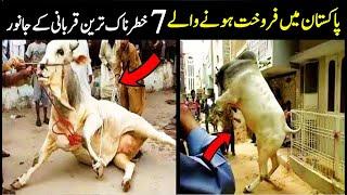 Pakistan Main 7 Sab Sy Khaternak Qurbani K Janwar  7 Most Dangerous Bulls In Pakistan  Eid 2024