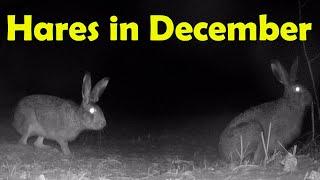 Зайцы активничают в конце декабря  Hares in December