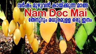 Nam Doc Maiഎപ്പോഴും വീട്ടിൽ മാങ്ങThailand super MangoNAM DOC MAI MANGO Malayalam #namdocmai