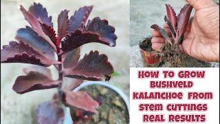 how to grow bushveld kalanchoe from stem cuttings  kalanchoe sexangularis propagation