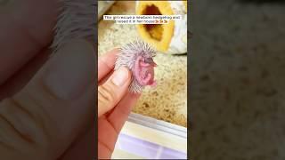 This girl rescue a newborn hedgehog and raised it in her house #shorts
