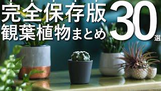 【完全保存版】オススメ人気観葉植物30選