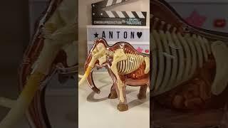 ⭐Mammoth Skeleton  esqueleto de Mamut  🫠