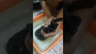 cara mandiin baby kucing yang benar