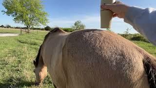 Horses Not Eating Good Hay Why?  Visiting With The Critters