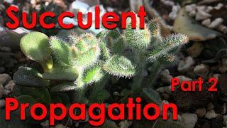 Succulent Propagation from Leaf Cuttings Part 2 - Echevaria Variegated Jade Sedum Panda Plant