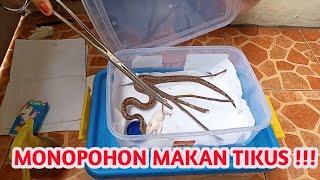 How to Feed Monopohon Snakes